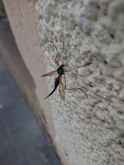 Tanyptera