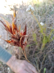 Tritoniopsis flexuosa