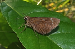 Pelopidas assamensis