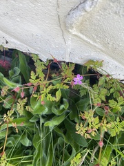 Geranium robertianum