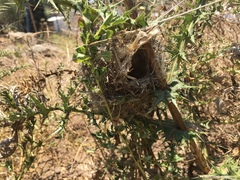 Prinia gracilis