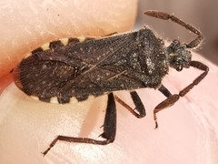 Loxocnemis dentator