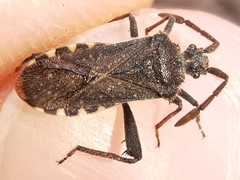 Loxocnemis dentator