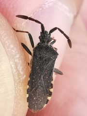 Loxocnemis dentator