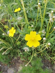 Potentilla