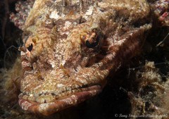 Thysanophrys cirronasus