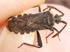 Loxocnemis dentator