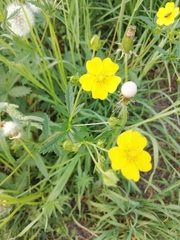 Potentilla