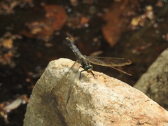 Orthetrum albistylum speciosum