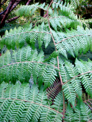 Hypolepis dicksonioides