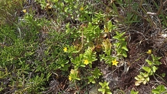 Lysimachia azorica