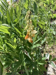 Lathyrus laevigatus