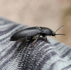 Melanotus punctolineatus