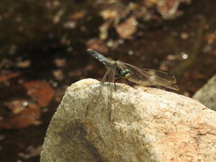 Orthetrum albistylum speciosum