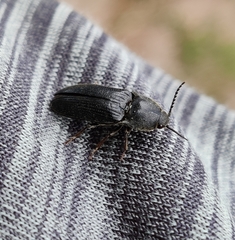Melanotus punctolineatus
