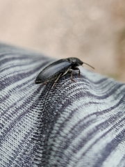 Melanotus punctolineatus