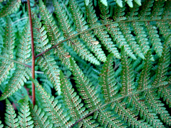 Hypolepis dicksonioides