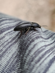 Melanotus punctolineatus