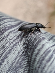 Melanotus punctolineatus