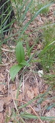 Veratrum nigrum