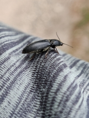 Melanotus punctolineatus