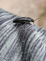 Melanotus punctolineatus