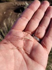 Aristida ramosa