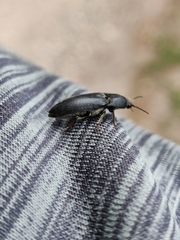 Melanotus punctolineatus