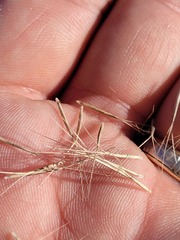 Aristida ramosa