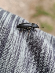 Melanotus punctolineatus