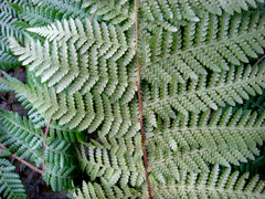 Hypolepis dicksonioides