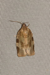 Choristoneura hebenstreitella