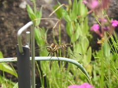Orthetrum albistylum speciosum