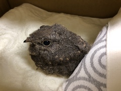 Caprimulgus affinis stictomus