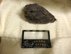 Caprimulgus affinis stictomus