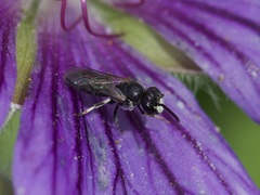 Hylaeus confusus