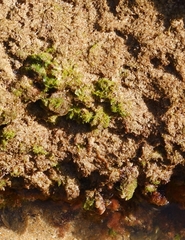 Ulva rigida