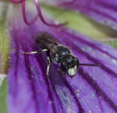 Hylaeus confusus