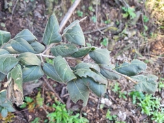 Afrocanthium gilfillanii