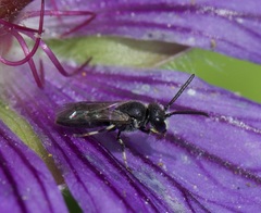 Hylaeus confusus