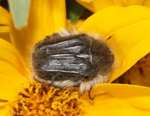 Hairy Rose Beetle