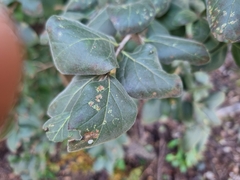 Afrocanthium gilfillanii