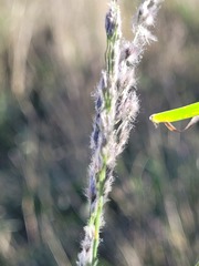 Digitaria brownii
