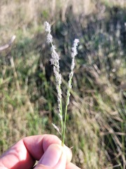 Digitaria brownii