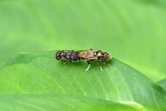 Eumerus rufoscutellatus