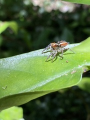 Orientattus hongkong
