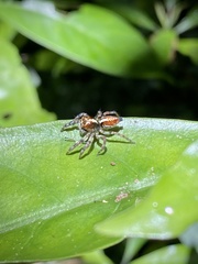 Orientattus hongkong