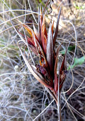 Tritoniopsis flexuosa