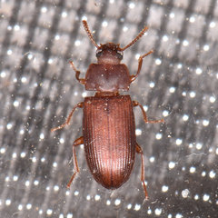 Tribolium castaneum