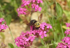 Xylocopa appendiculata
